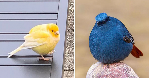 11 Birds That Are So Round They'll Roll Straight Into Your Heart
