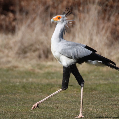 The 4-Feet-Tall Birds Named Secretary Birds Are So Beautiful And ...