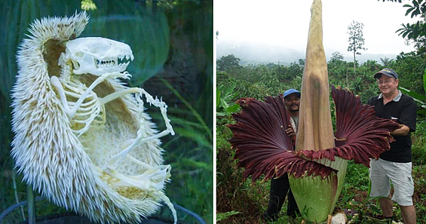 10 Eye-Opening Photos That Prove Nature Is Full of Mysteries