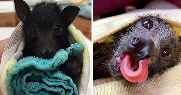 A Bat Rescue Organization Posted These 18 Pics Of Bats Being Cute To Show How Harmless They Actually Are