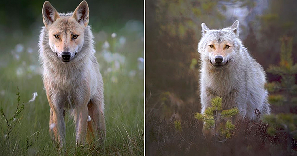 A Very Unique Encounter With A Heart-Shaped Face Wolf