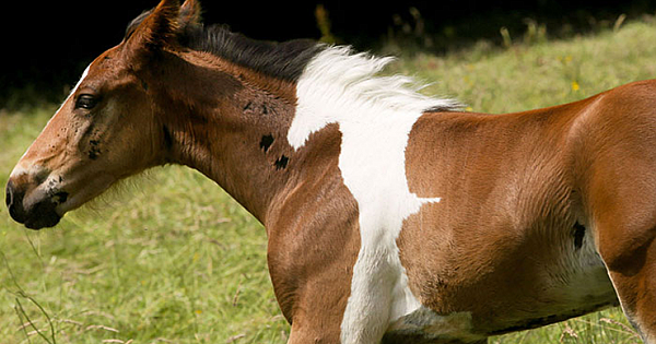 Amazing Foal Born With A Patch By His Mane That Looks Like Another Horse