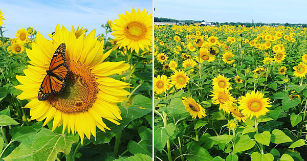 Amidst This Turbulent Year, A Wisconsin Farmer Planted 2 Million Sunflowers To Cheer Us All Up