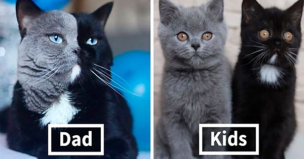 Cat With Split-Colored Face Becomes A Father To Kittens In Each Of His Colors
