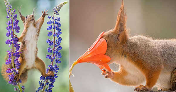 Check These Delightful Candid Photos Of Wild Squirrels Being Very Curious