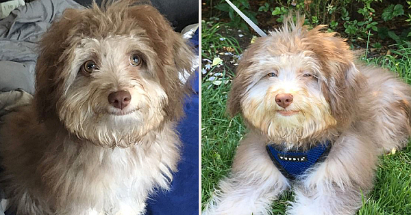 Cute Canine Has An Incredibly Human Face-Including Twinkly Blue Eyes And A Friendly 'Smile'