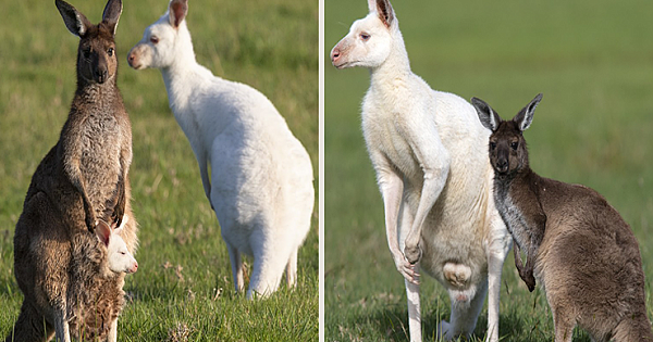 Eastern Grey Kangaroo Gives Birth To Baby That Looks JUST Like His Dad