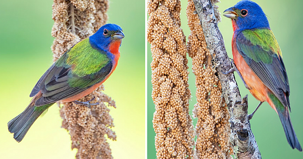 Farmer Devotes Half an Acre of His Land to Grow Food for Hungry Wild Birds