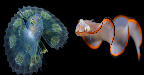 For Over 20 Years, Underwater Photographer Ryo Minemizu Has Challenged Himself To Capture The Beauty Of Plankton