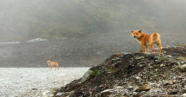 For The First Time In 50 Years, Ancient Breed Of Singing Dog Gets Spotted In The Wild