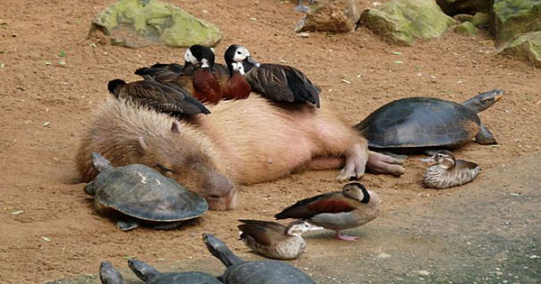 Heartwarming Photos Prove Capybara Can Befriend Every Other Species