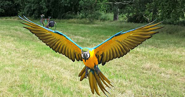 Hunter Shot Macaw Out Of The Sky Just For Fun. Sing In To His Punishment Petition