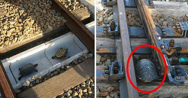 Japanese Railways Implement Special Tunnels for Slow-Moving Turtles to Safely Cross