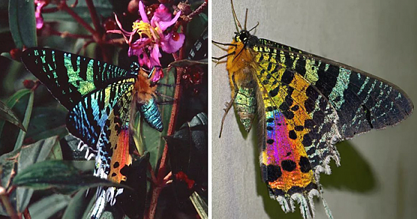 Madagascan Sunset Moths Become Rainbows Whenever They Flap Their Wings