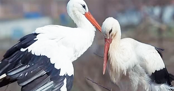 Male Stork Flies 14,000km Every Year To See Handicapped Female Partner