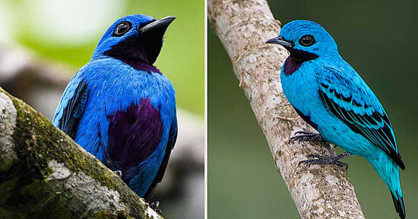 Meet Blue Cotinga-A Gorgeous Rare Bird With Bright Blue Plumage (7 Photos)
