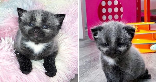 Meet Janie, The Tiny Kitten With An Unusual Coat Who Found A Forever Home After Being Found At The Side Of The Road