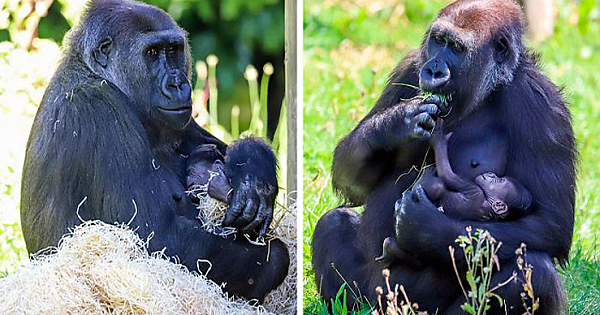 Mum Gorilla Who Lost Her Firstborn 1 Year Ago Gets Captured Cradling Her Month-Old Baby