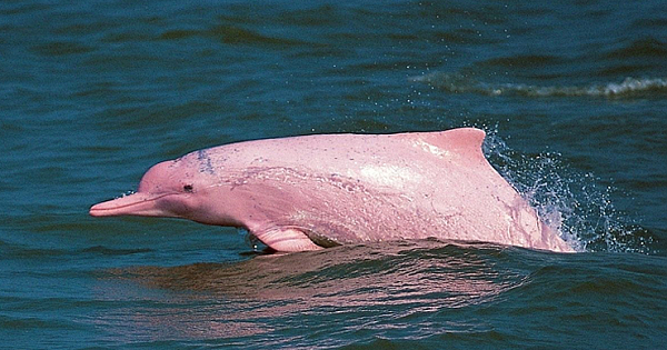 Rare Pink Dolphins Return To Hong Kong Waters