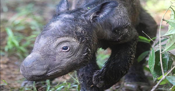 Rare Rhino Baby Is Only The Second Of Her Kind Born In 128 Years