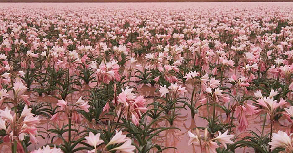Sandhof Lilies Bloom For The First Time In Three Years In Namibia