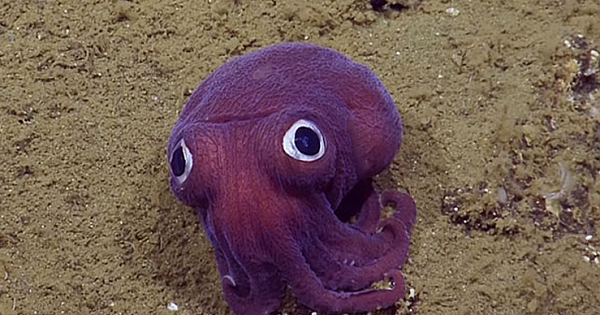 Scientists Spot A Googly-Eyed Squid, Can't Stop Laughing At It