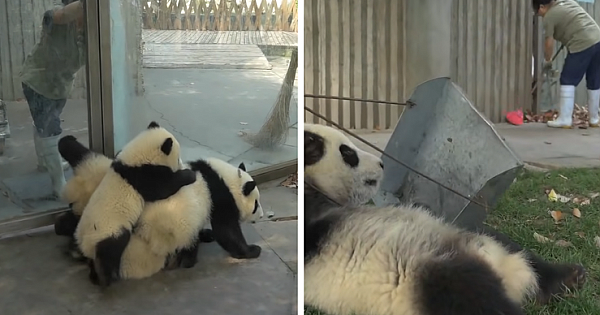 See Adorable Video Of A Zoo Worker Desperately Trying To Rake Leaves While Two Panda Cubs Create Chaos