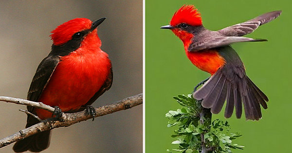 Take A Look At These Beautiful Vermillion Flycatchers