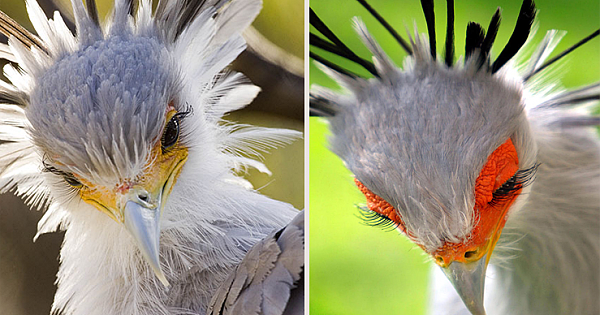 The 4-Feet-Tall Birds Named Secretary Birds Are So Beautiful And Gorgeous