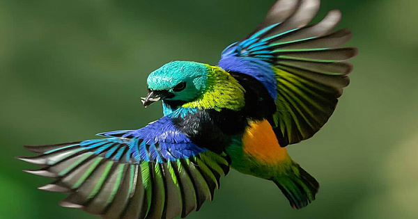 The Green-Headed Tanager Is A Gorgeous Bird (Amazing 10 Photos)