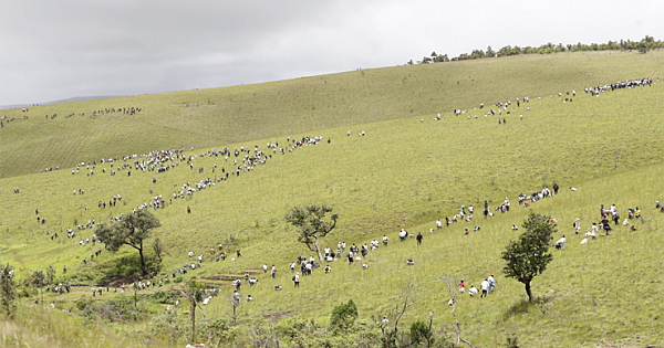 The People Of Madagaskar Aim To Plant 60 Million Trees To Help The Reforestation Of Their Island