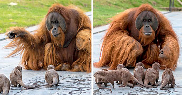 The "Very Special Bond" Between Orangutans And Otters