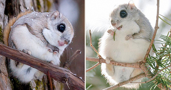 These Little Squirrels Are So Special And Probably The Cutest Animals On Earth