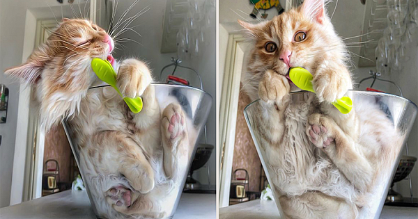 This Cat Is Living Its Best Care-Free Life And We're All A Little Jealous