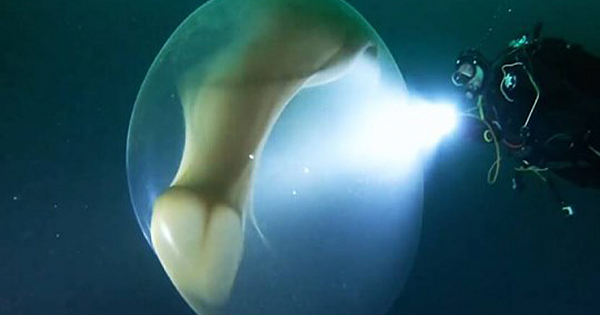 This Mesmerising Underwater Blob Is Actually A Huge, Rare Mass Of Squid Eggs