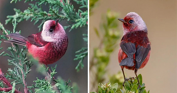 This Pink-Headed Warbler Is Such A Sweet Little Bird