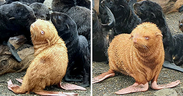 This "Ugly Duckling" Ginger Seal Became An Outcast In His Colony For His Unusual Looks