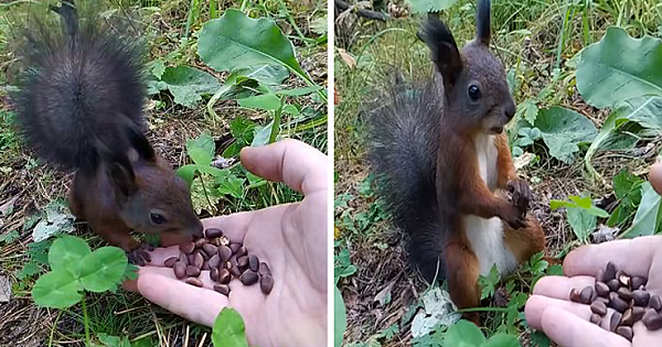 This Video Of A Squirrel Who Encounters An Error While Eating Nuts Is Going Viral For How Well It Sums Up The 2020 Mood