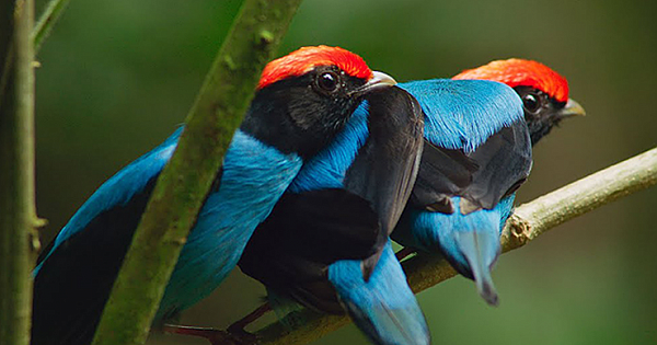 Top 10 Most Romantic Animals in the World
