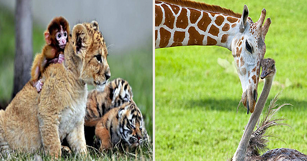 10 Unusual Animal Friendships That Will Melt Your Heart