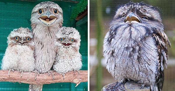 12 Cute Frogmouth Babies That Have Very Expressive Looks