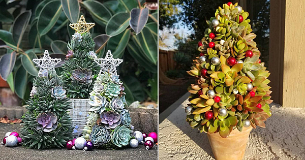 13-Inch Succulent Christmas Trees Are The Insta-Worthy Decor That Can Fit In A Small Apartment