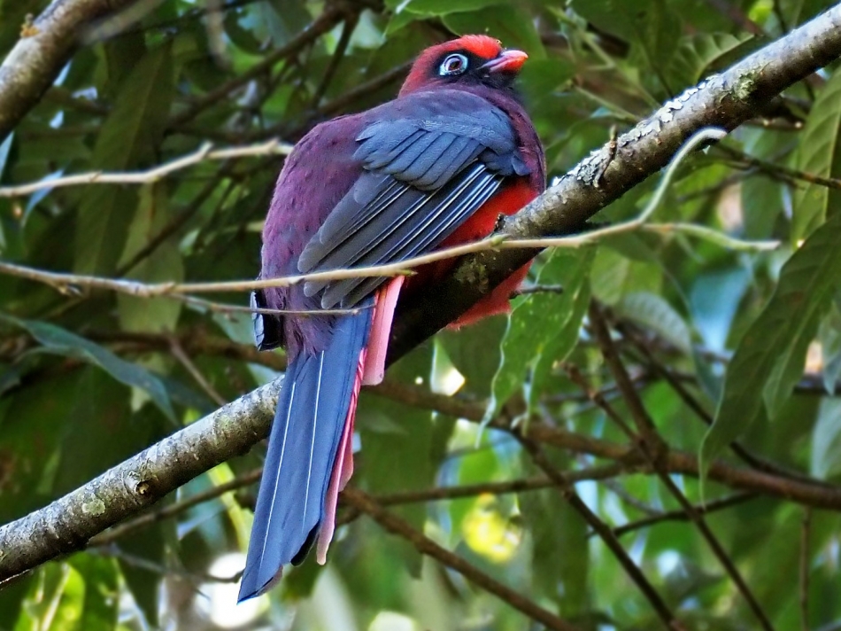 The Beautiful Maroon Bird Of Southeast Asia — Ward's Trogon