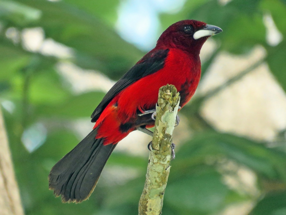The CrimsonBacked Tanager Is A Spectacular Red Bird With A Striking