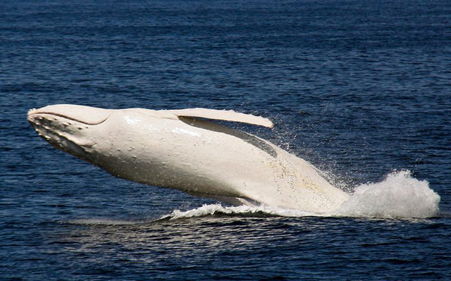 An Up-Close Encounter With Migaloo – The Only White Humpback Whale In The World