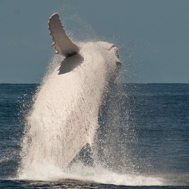 An Up-Close Encounter With Migaloo – The Only White Humpback Whale In The World