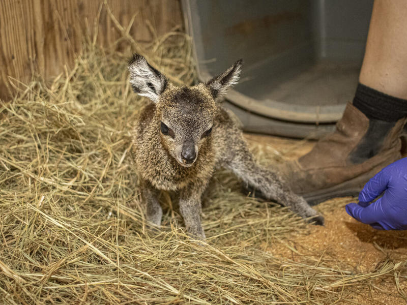 This Newly Born Baby Antelope Will Make Your Day! It's So Adorable