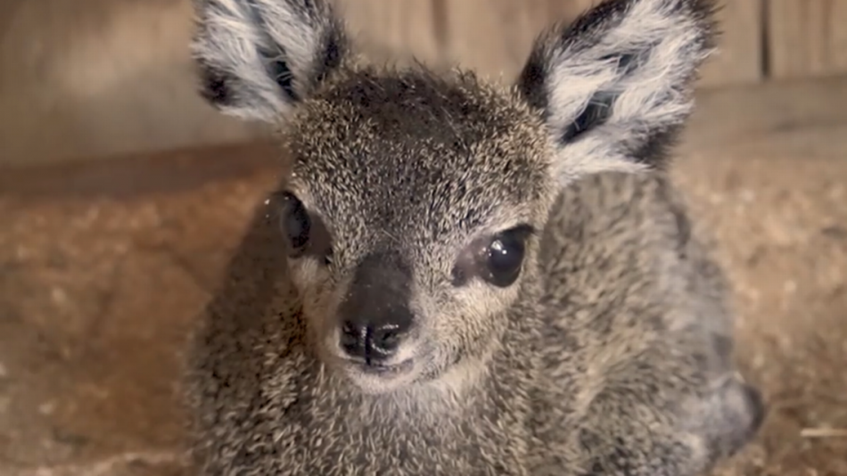 This Newly Born Baby Antelope Will Make Your Day! It's So Adorable