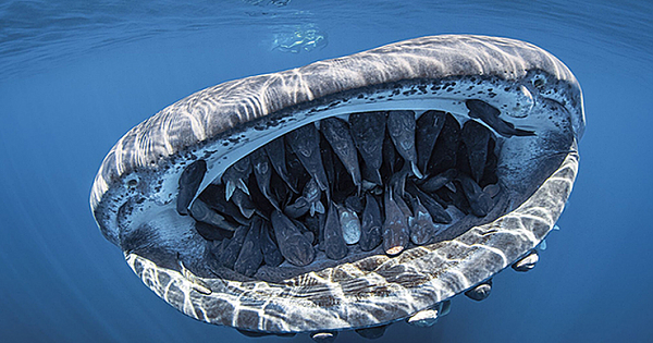 23 Winning Submissions From The &#039;Through Your Lens&#039; Underwater Photo Contest 2020