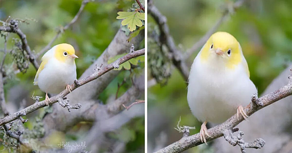Adorable Rare White Tauhou Caught On Camera By Eagle-Eyed Photographer